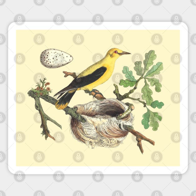 Oriole Bird Wildlife Illustration Magnet by Biophilia